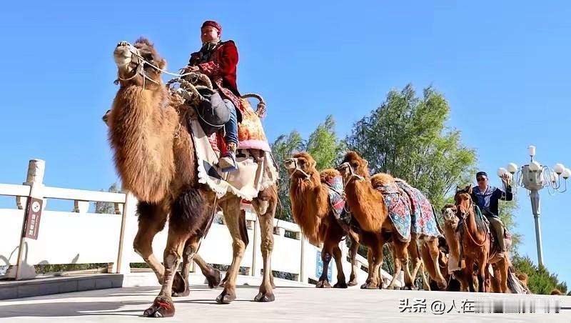 那个从新疆一路出发一路东进的骆驼长队现在已经进入河南地界，最终落脚点据说是洛阳！