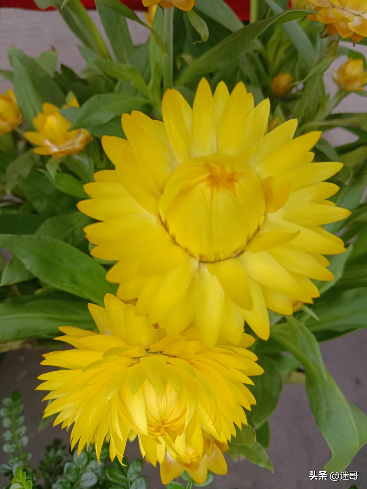 不是孝顺有多惊天动地，而是平凡日子里的不离不弃。

上班路上的老人 带小孩照顾老