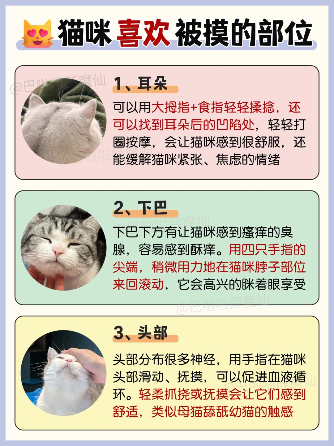撸猫手法✅让猫咪一秒爱上你💗