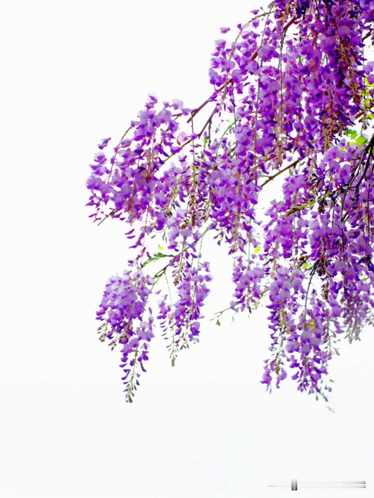 以前路过紫藤花架，总只是随手一拍，当作寻常春景，不曾真正放在心上。

那时的花，