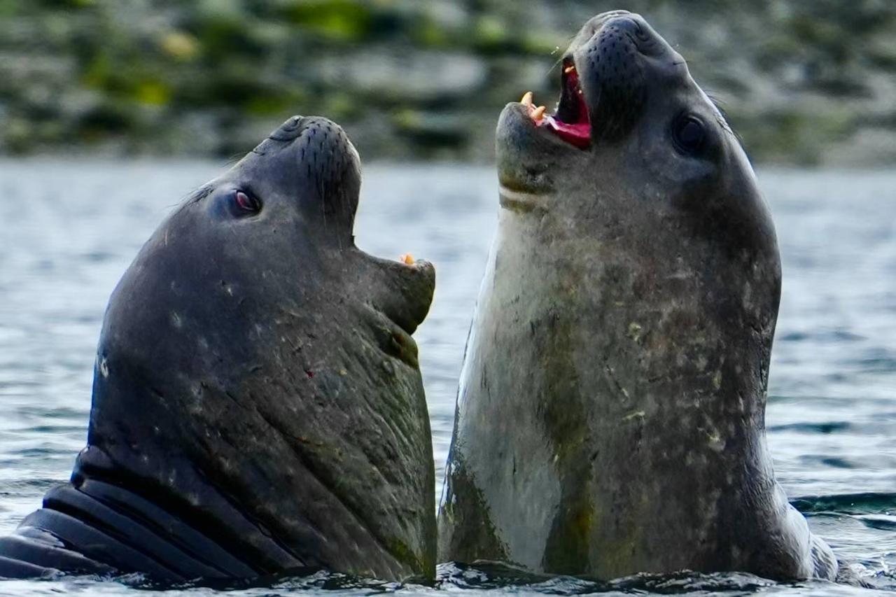 #走吧穿越南极#走进南极·原住民

[浮云]今天进行了登岛，是最近几天天气最好一