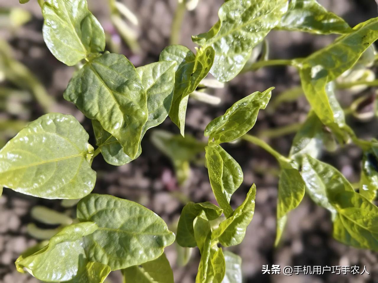 小菜园里空空如野！先种点秋长豆吧！

三伏的清晨，地面的热量仍然忙着蒸腾，地热裏
