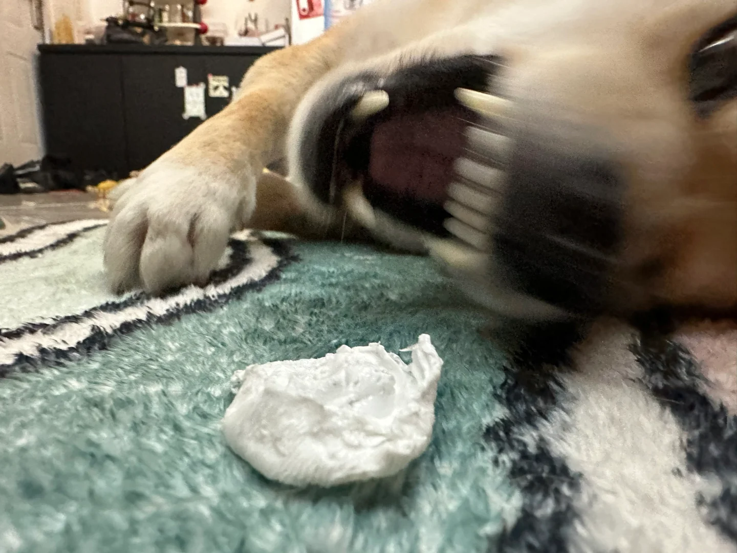 是谁说柴犬脾气好的？