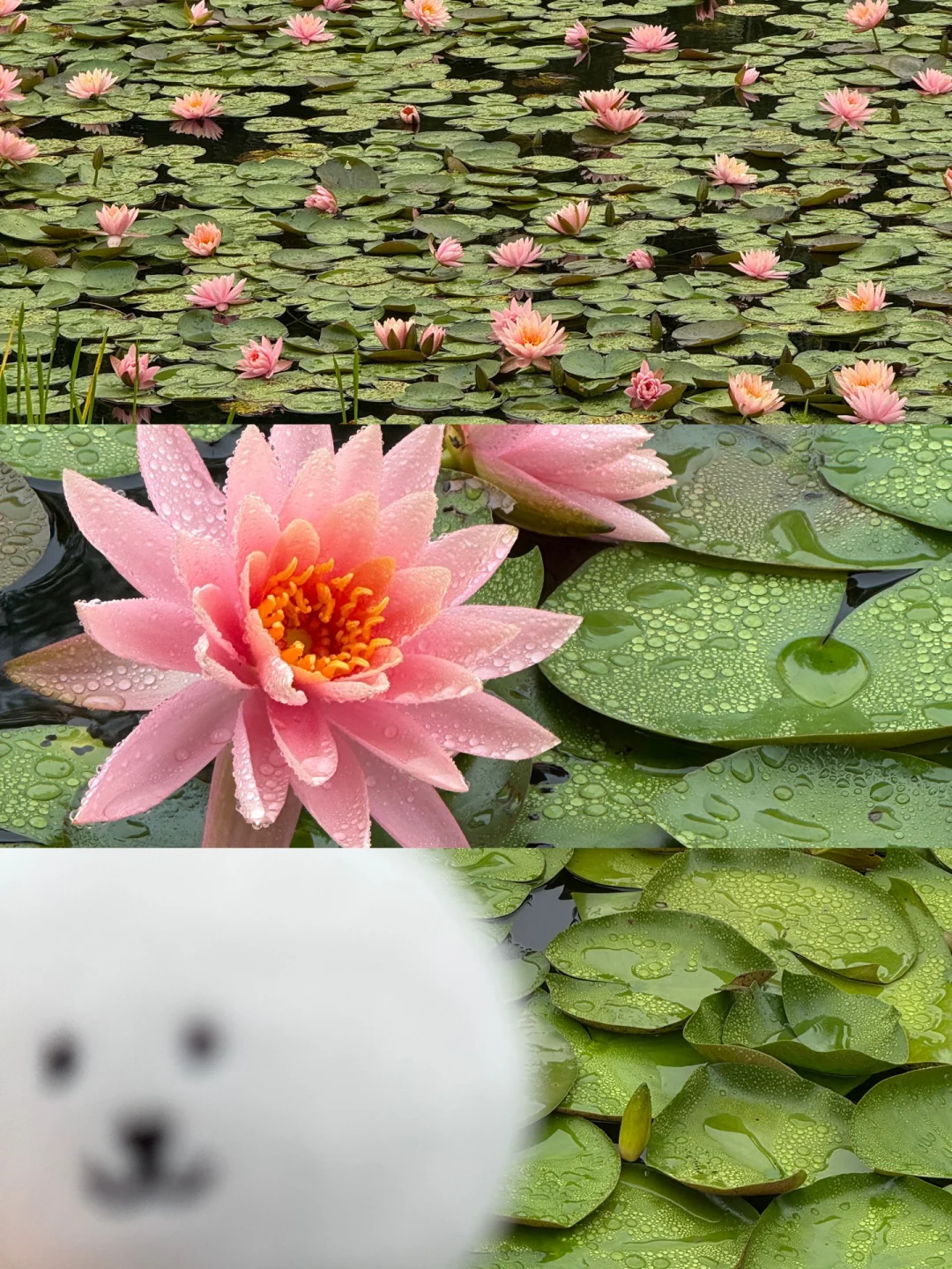 天青色等烟雨而熊在等你🪷