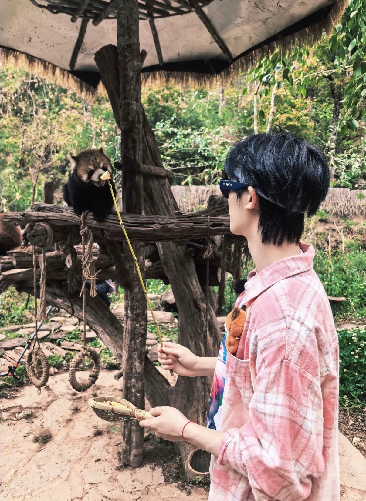 我从来没说过自己不是小熊猫 