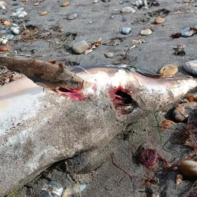 黑海海岸，上百只海豚尸体悄然浮现。短短一个多月，132条生命消失。这不是天灾，而