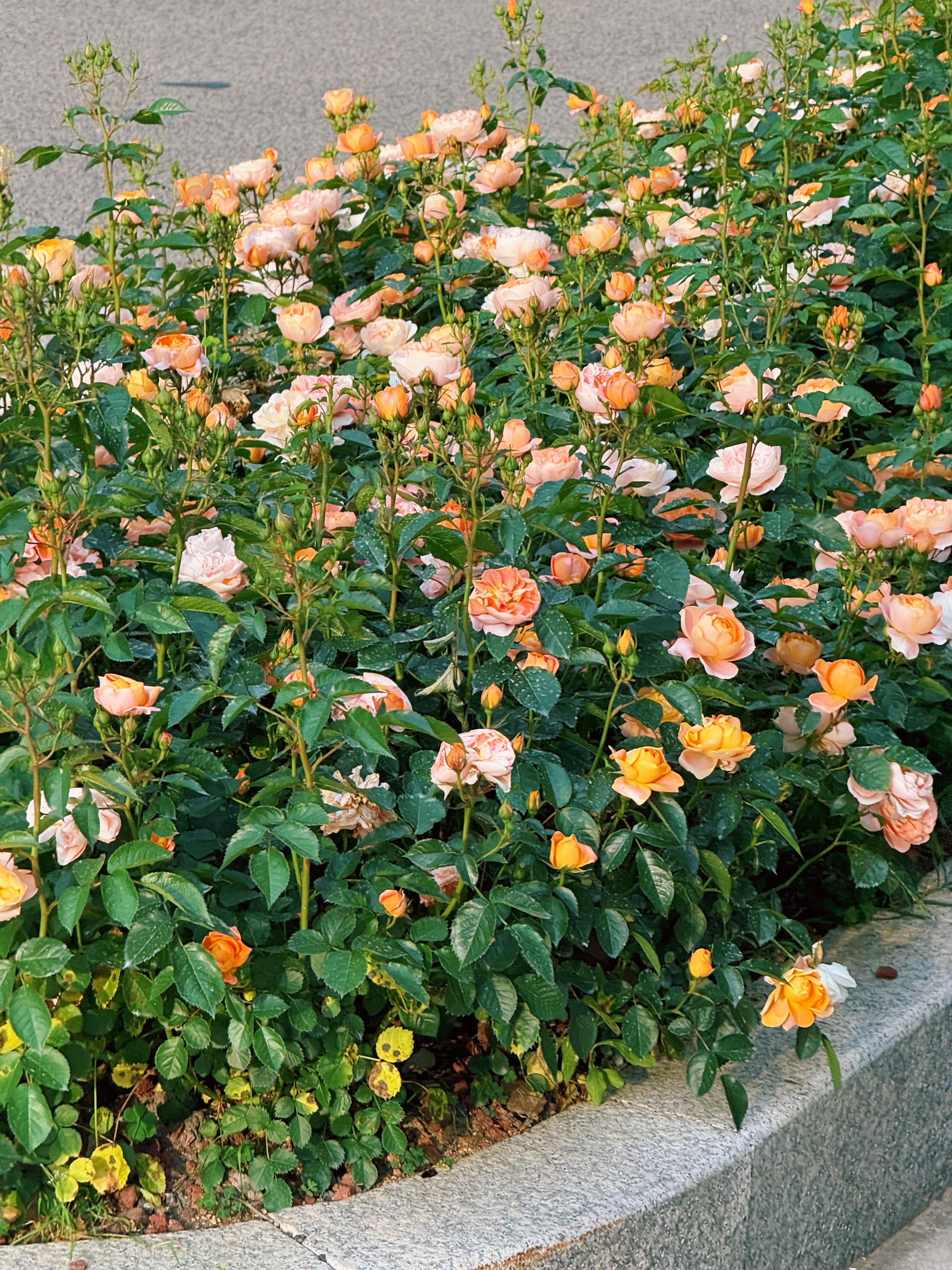 路边的花花 