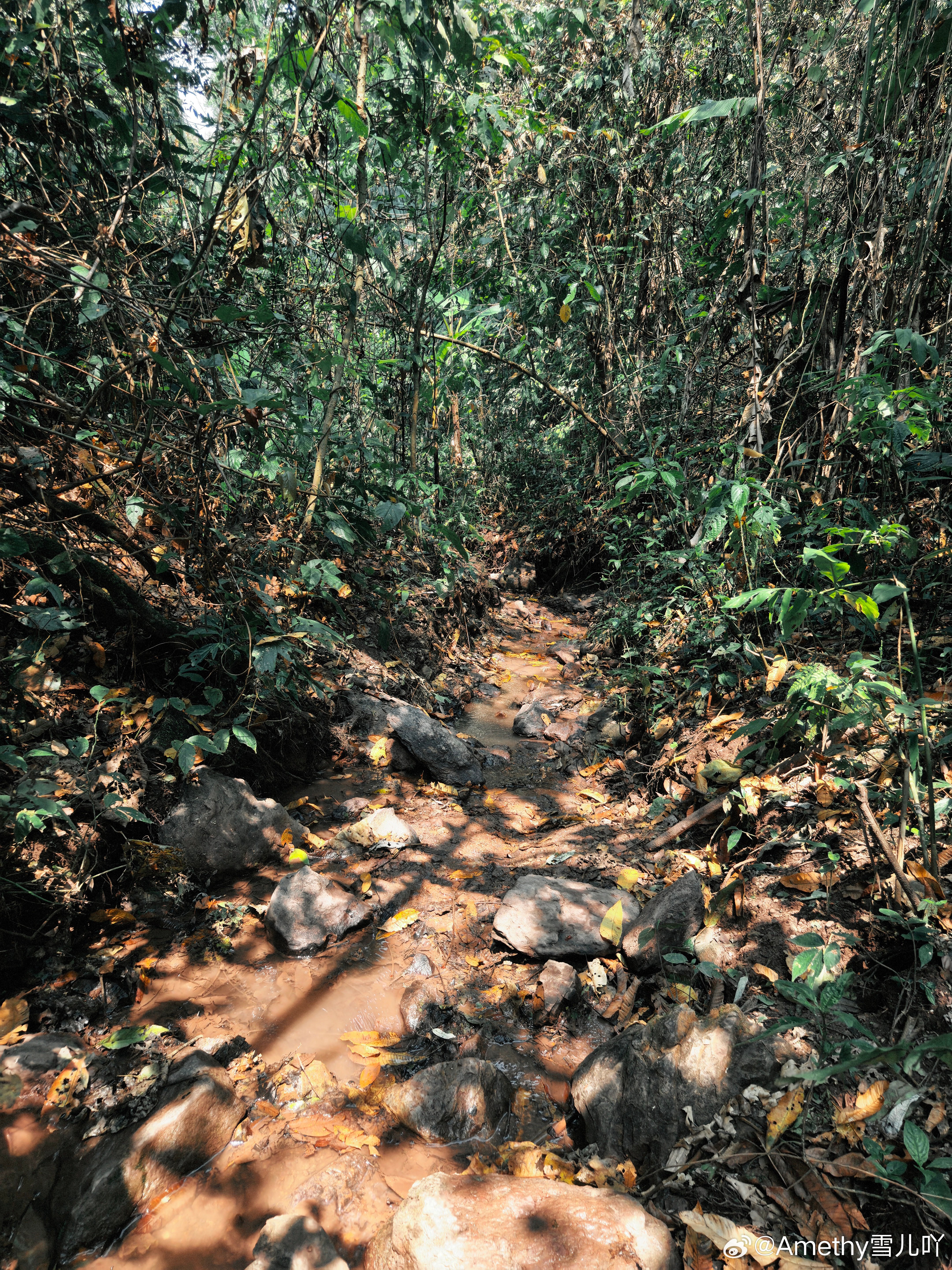 📍  西双版纳基诺山郑州日产雨林秘境穿越之旅徒步消失在热带雨林的5小时里大v聊