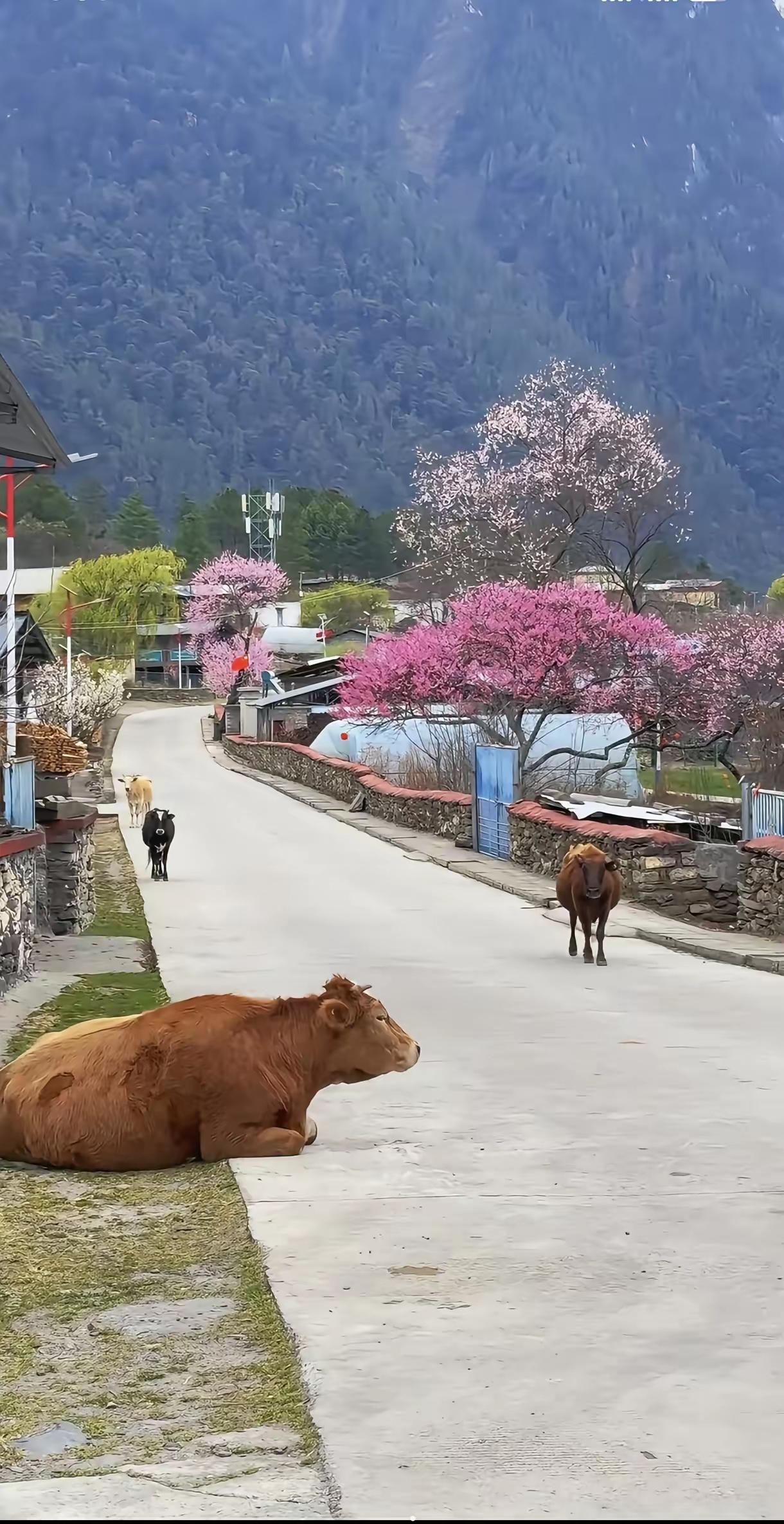 比“对牛弹琴”更过分的是“请牛赏花”。