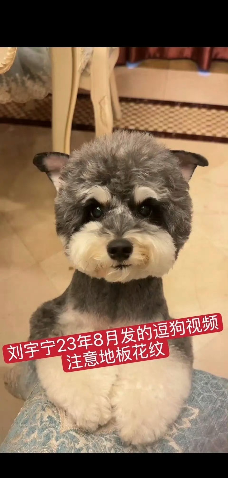 曝刘宇宁宋祖儿同款地板家具 地板也像，桌子腿也像，我怎么办，我要不要信啊家人们