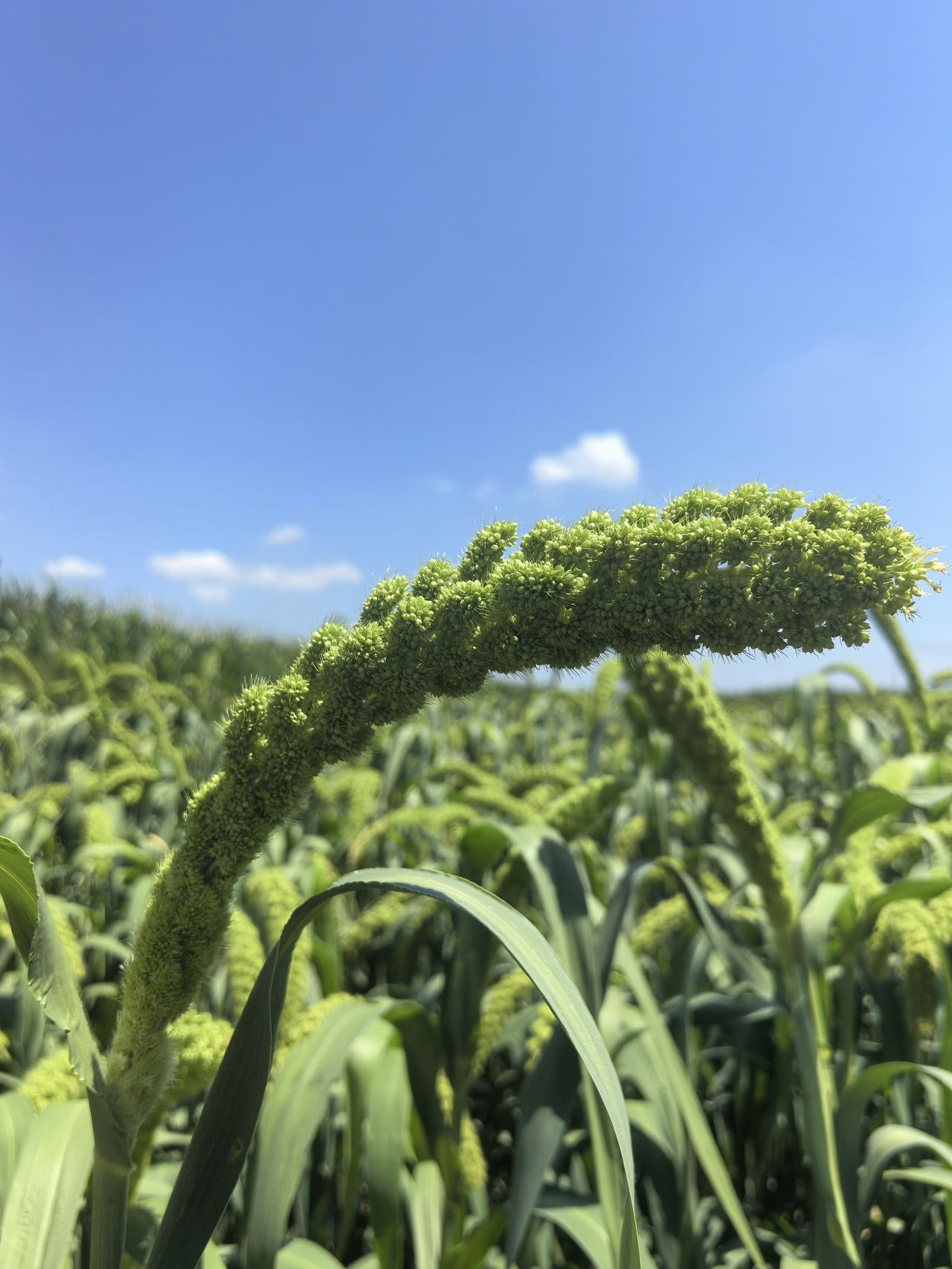 路过一片农田时，我拍下了这张照片。
但大多数人或许认不出这是什么植物！
有认识它