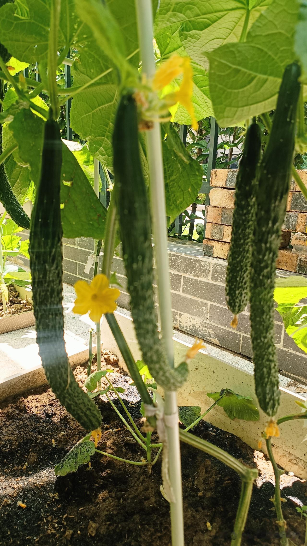 黄瓜落蔓别瞎落！留好空隙，少生病多结瓜
 
早先我种黄瓜，落蔓特别马虎，藤蔓往下