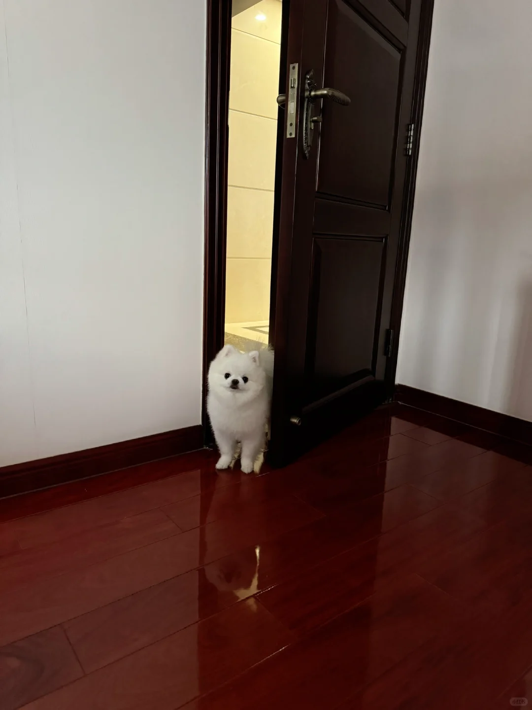 有边界感的小狗🧃