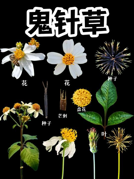【鬼针草】在四川我们叫“粘连子”