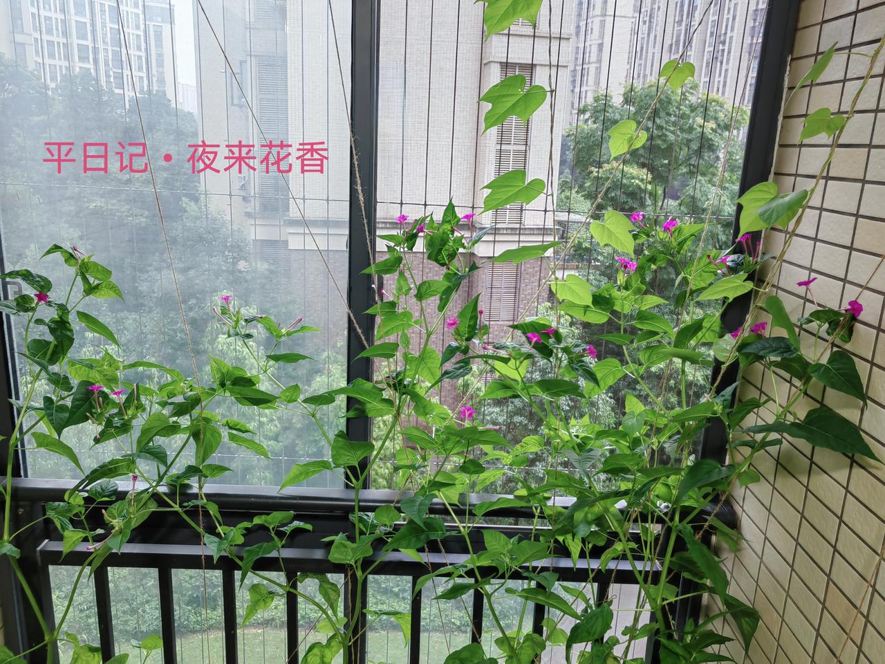 今天开了22朵，花香满阳台[爱慕]