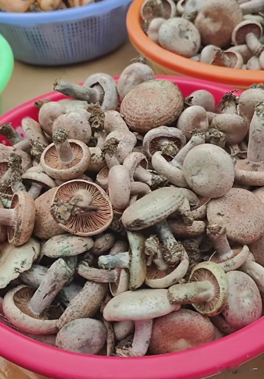 150块钱一斤的野生“暗窝菌”，你会买吗？
今天去菜市场，看到前天卖“松黄菌”的