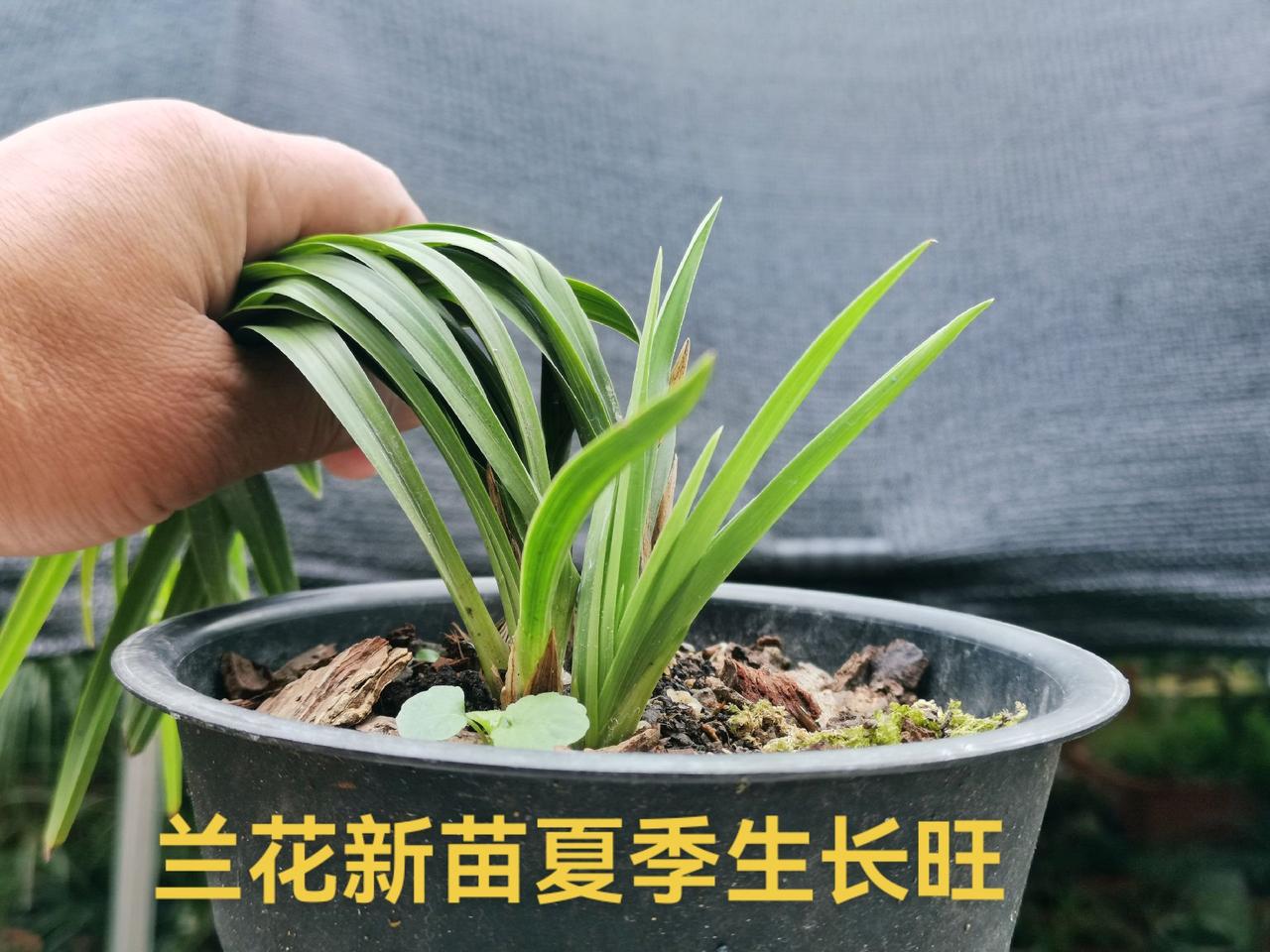 图文掘金计划 抖音618好物节 花卉绿植 兰花