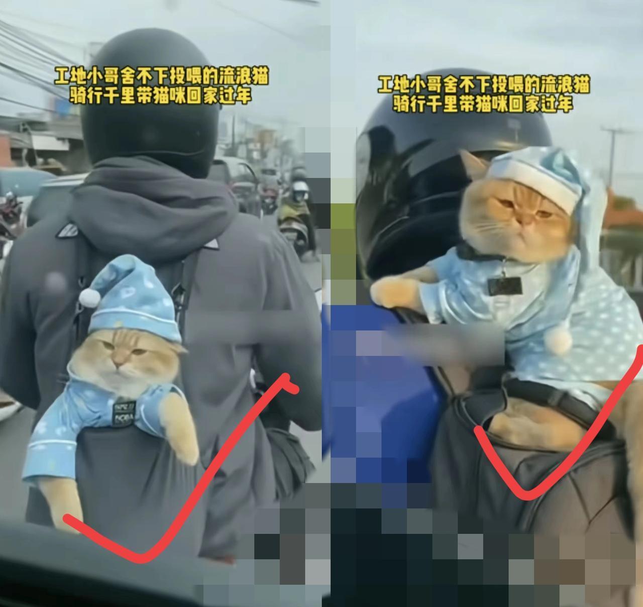 太暖心了！
      这位大哥的操作直接戳中泪点，骑行1000多里带工地流浪猫