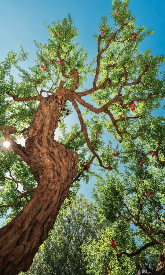 全屏封神挑战｜一棵石榴树绽放了苏州的秋色