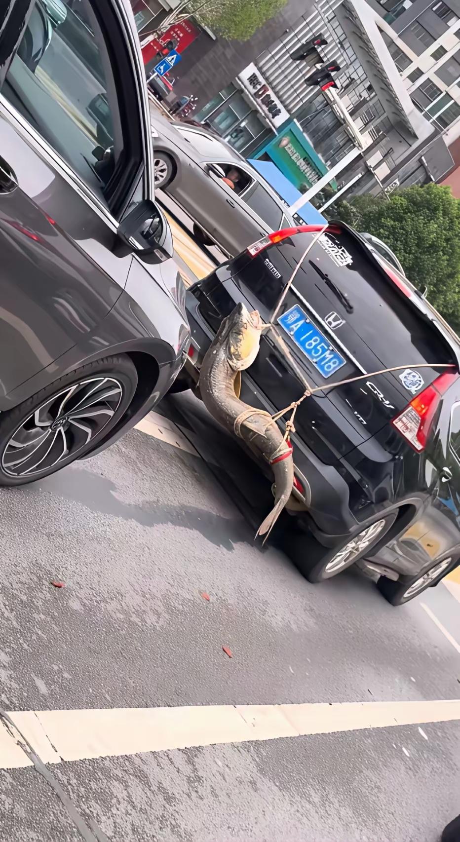把鱼这样挂在车后面应该是违章了吧？如果交警看到会不会被开罚单？我觉得应该要开罚单