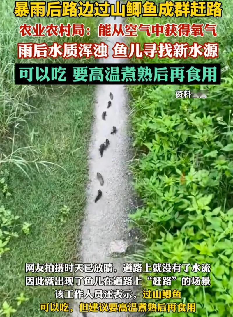 太神奇了！广西防城港，刚下完一场大雨。一个男子趁着雨停了出门转转，走到一段水泥路