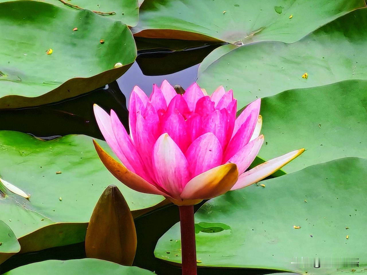 一池碧绿，一抹嫣红，睡莲静静绽放。