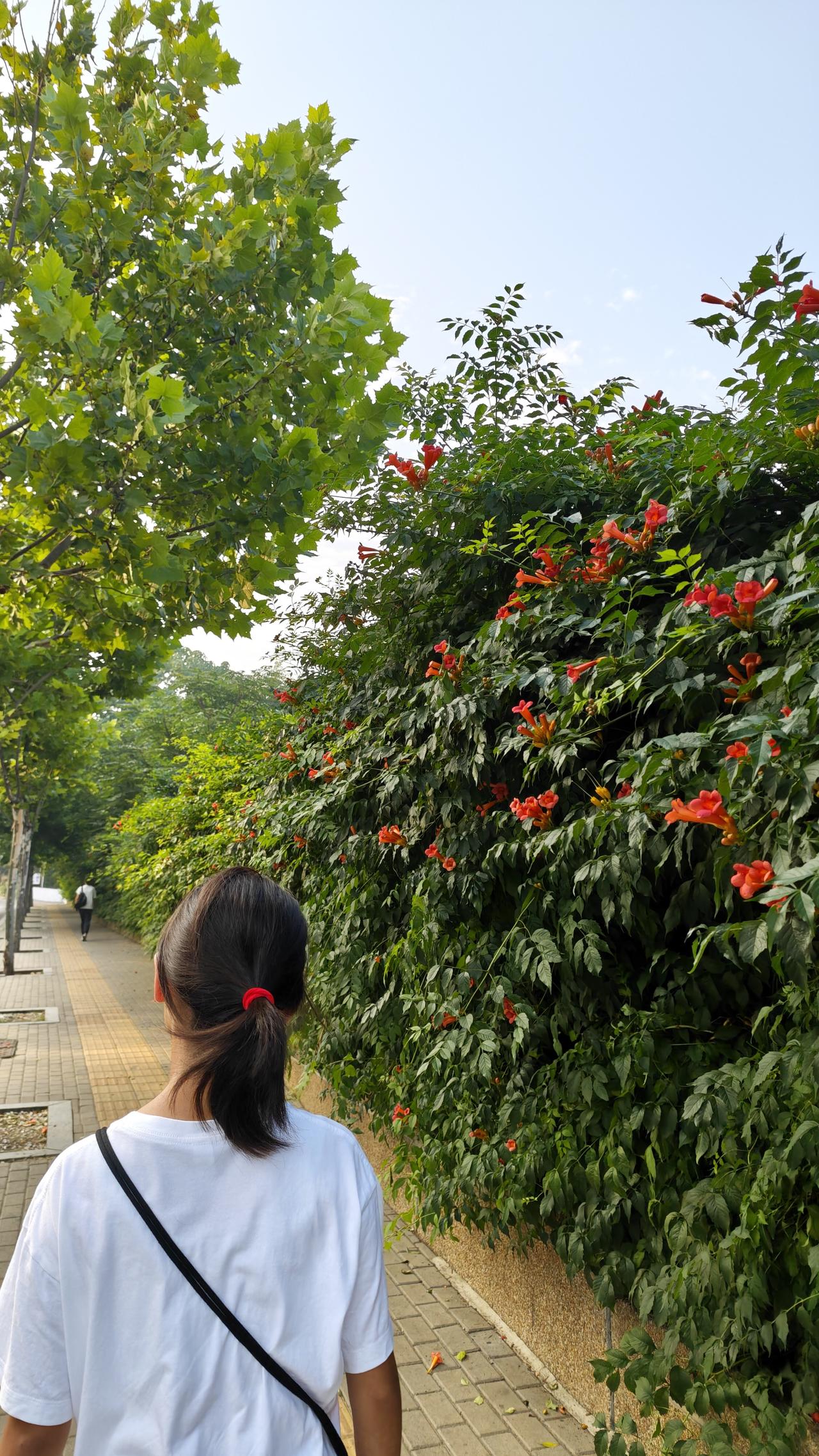 暑假第七天，第五个晨练[大金牙]
上周那四个晨练还不觉得，今早，我就剩起得来了[