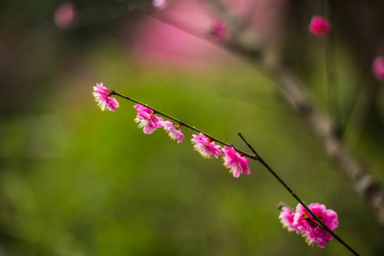 人生有三福：健康是福，平安是福，吃亏是福
人生有三福：健康是福，平安是福，吃亏是