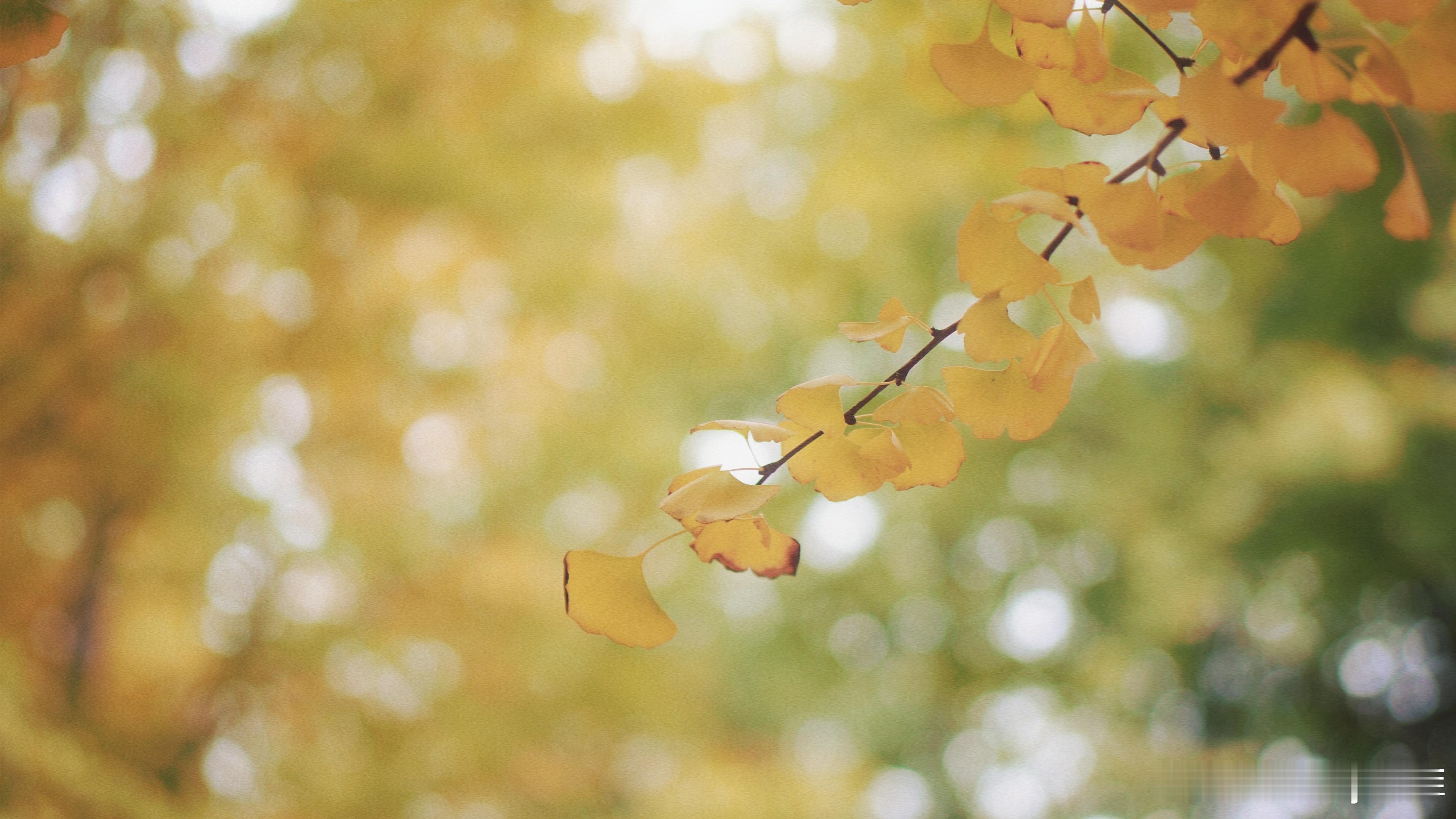 奥森秋日，静美如斯。[太阳][心][送花花]摄影/后期：​​​