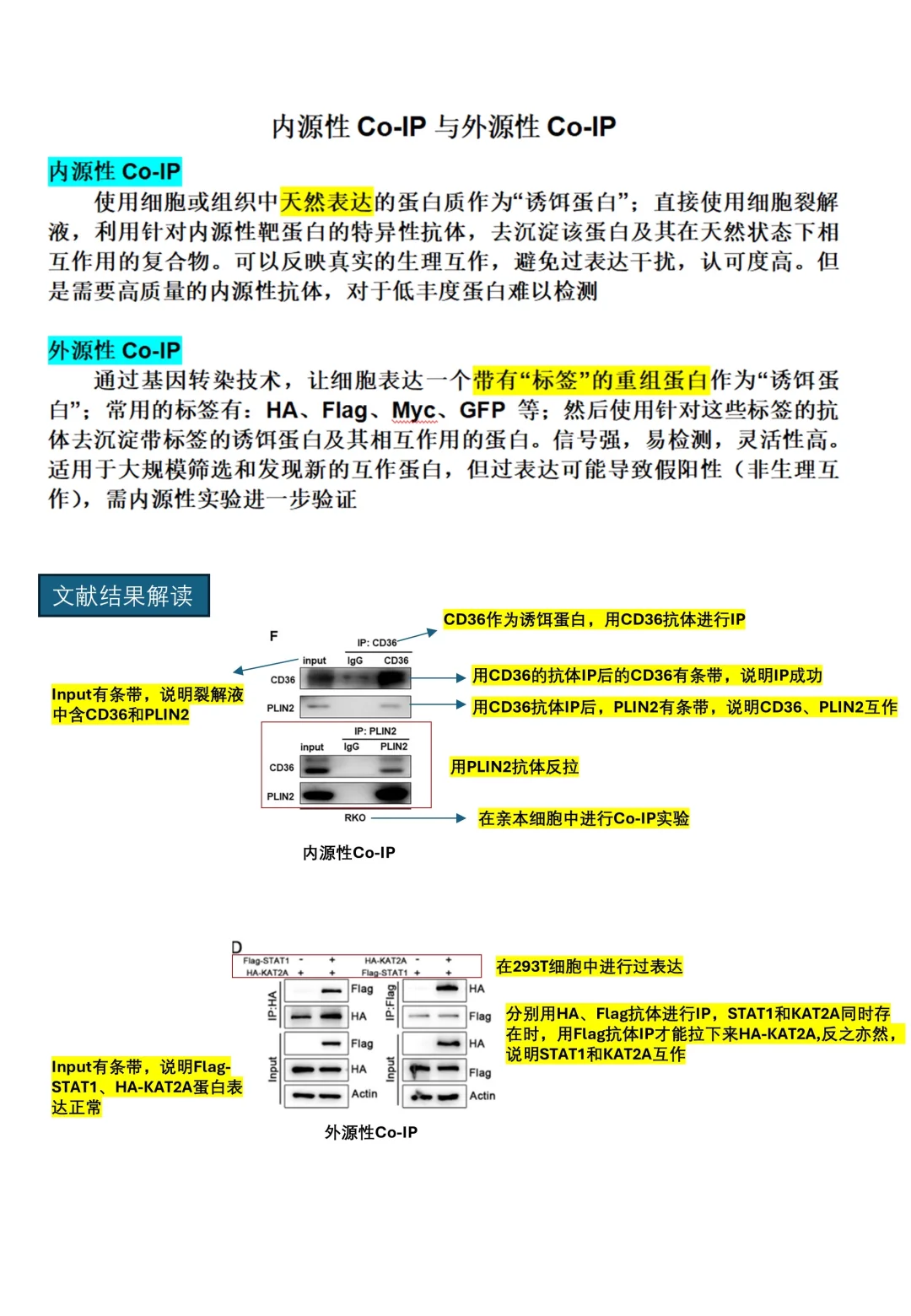 内源性CoIP结果解读➕详细实验步骤❗