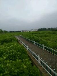 俺这里蕲春的蕲艾可是货真价实的。[大笑]