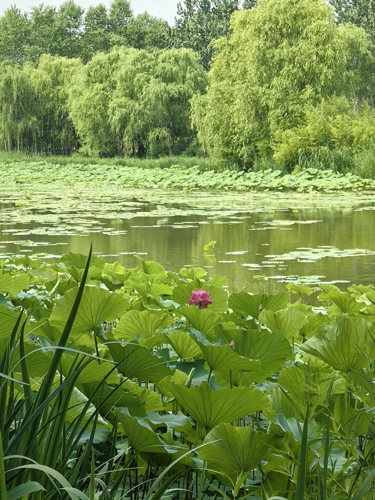 荷塘中的一点红
独在荷塘一点红，你看它还挺从容，
万人陪衬做绿叶，依旧灿烂笑盈盈