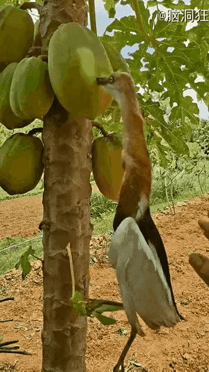 守株待兔的人顶多是蠢，你这根本不是笨，是揣着明白装糊涂，纯纯的焉坏。