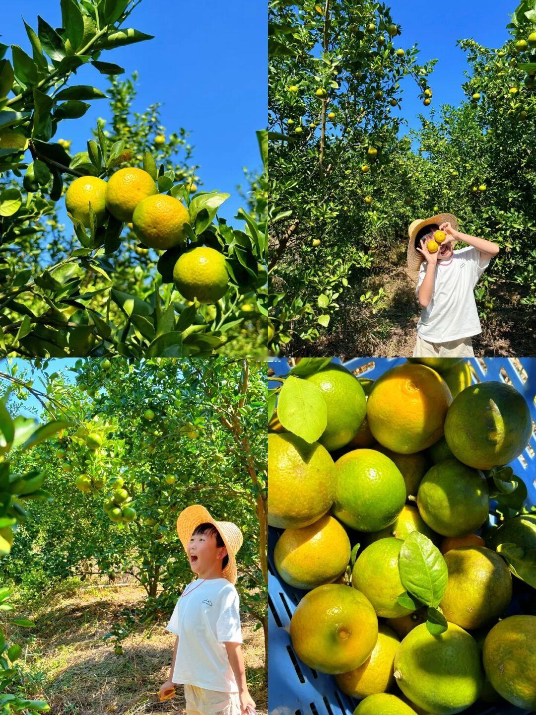 深圳周边遛娃🍊橘子熟了‼️来感受采摘的乐趣