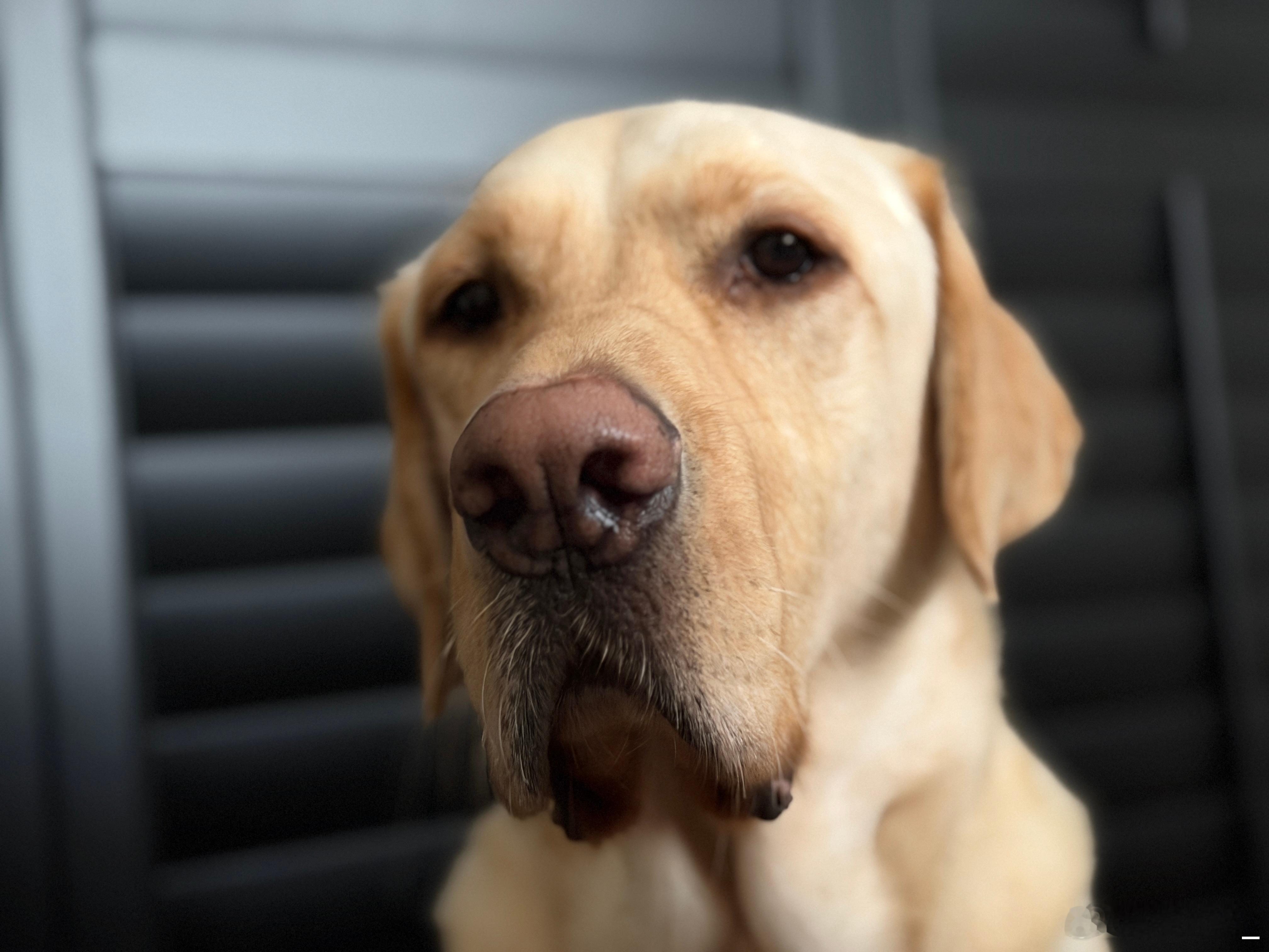 早最近广州降温睡醒想睡回笼觉都不敢太大动静不然这位爷就会走到床边一直看着你，用冰