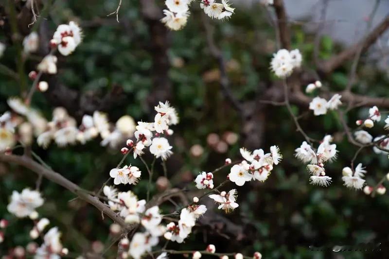 梅花爱雪雪不知
多肉怕雨雨偏来
这对联道尽了生活里的无奈和深情。梅花对雪一往情深