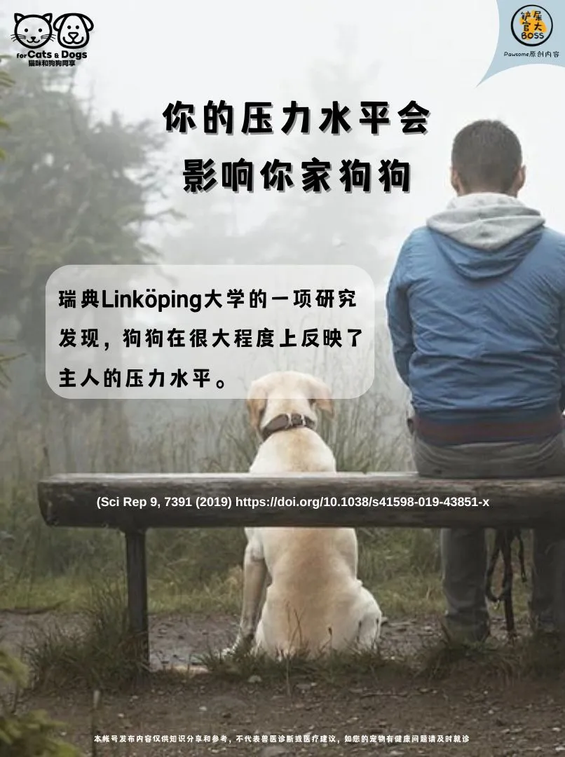 你的压力水平会影响你家狗狗!