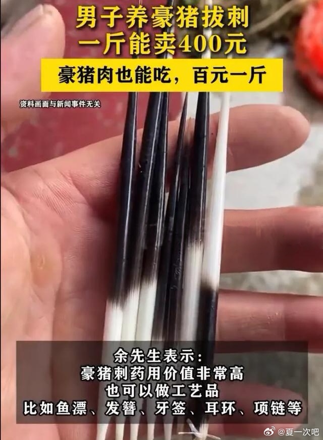 男子养豪猪拔刺一斤能卖400元！男子养豪猪拔刺一斤能卖400元 四川内江余先生养