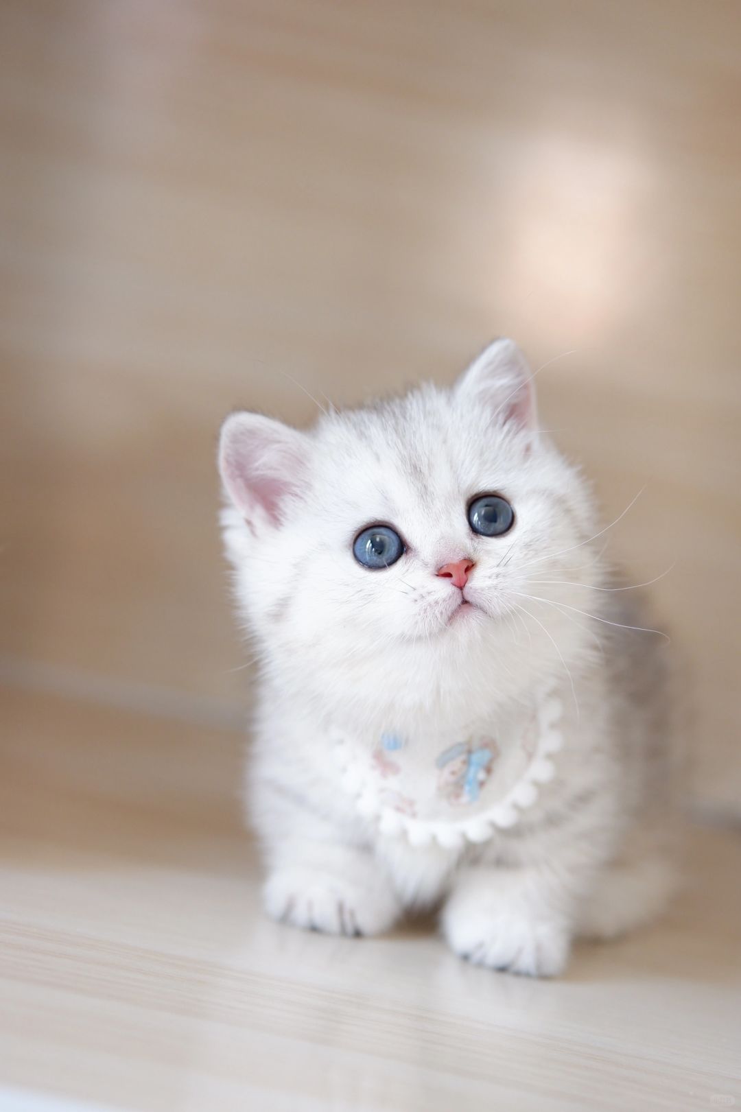 银渐层永不过时！银渐层矮脚猫