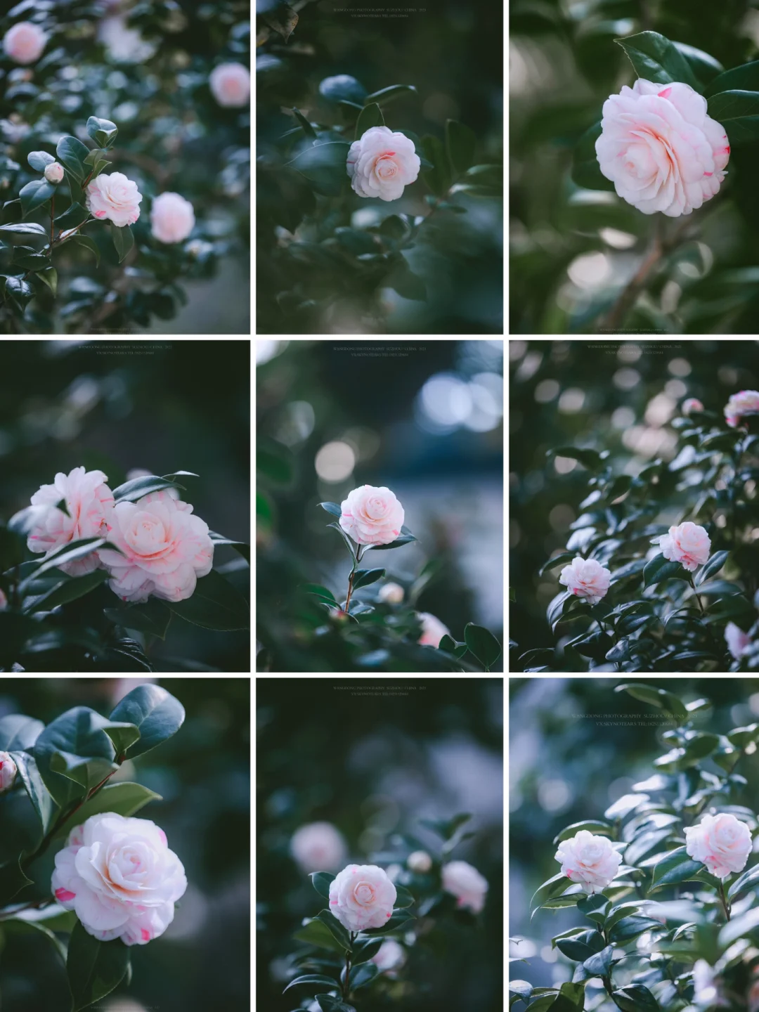 苏州赏花｜🌺姑苏山茶花开时🌸春亦如约而至~