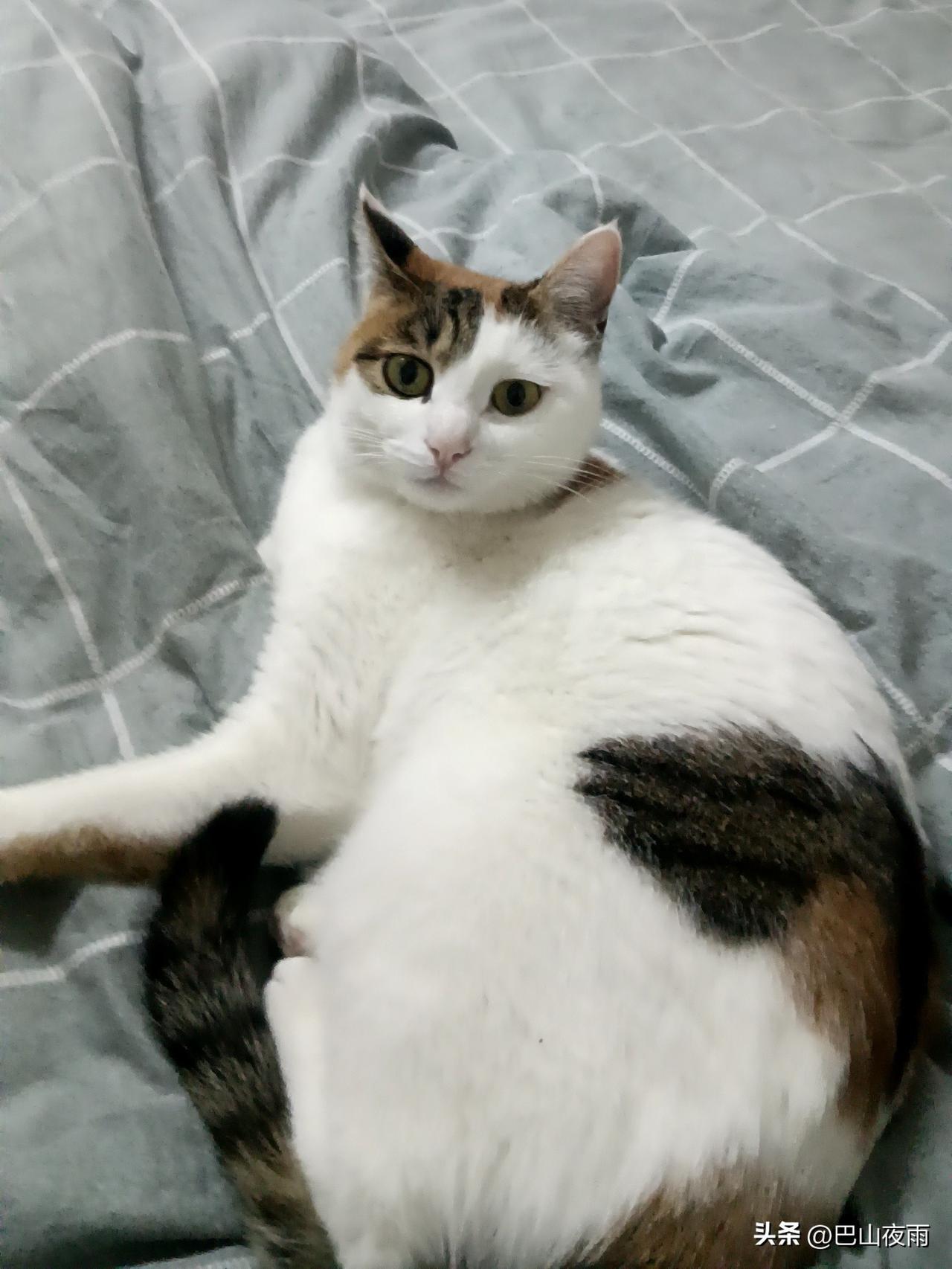 家有三花小财神，治愈感拉满[可爱]
 
谁能拒绝一只会用眼神撒娇的三花小猫咪啊！