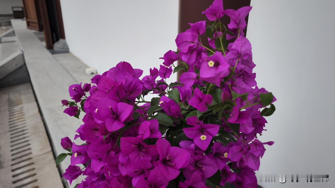 上海周边赴一场古刹花事｜盛泽圆明禅寺三角梅开得热烈又震撼 上海周边游挖到一处人少