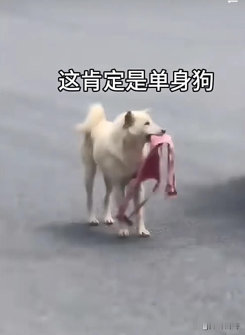 这是单身狗还是舔狗