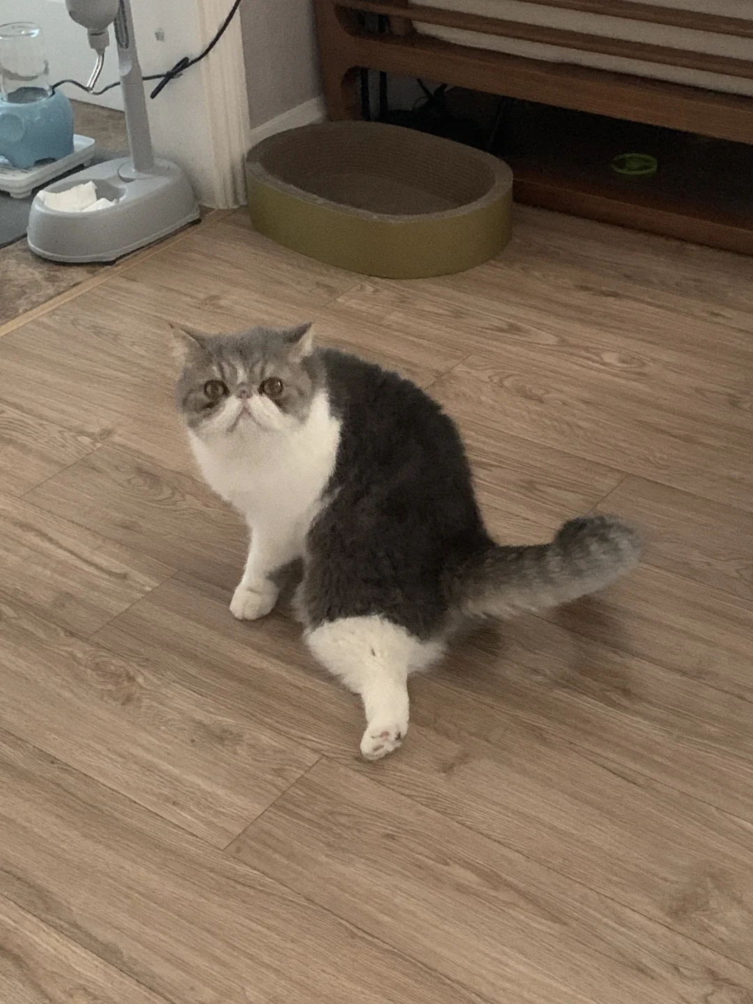 擦擦猫😅