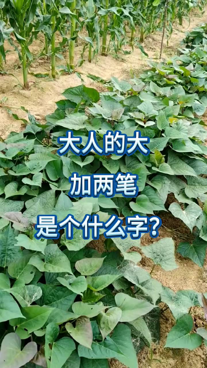 据说有百分之八十的人都打不上来大人的大，加两笔是个什么字？