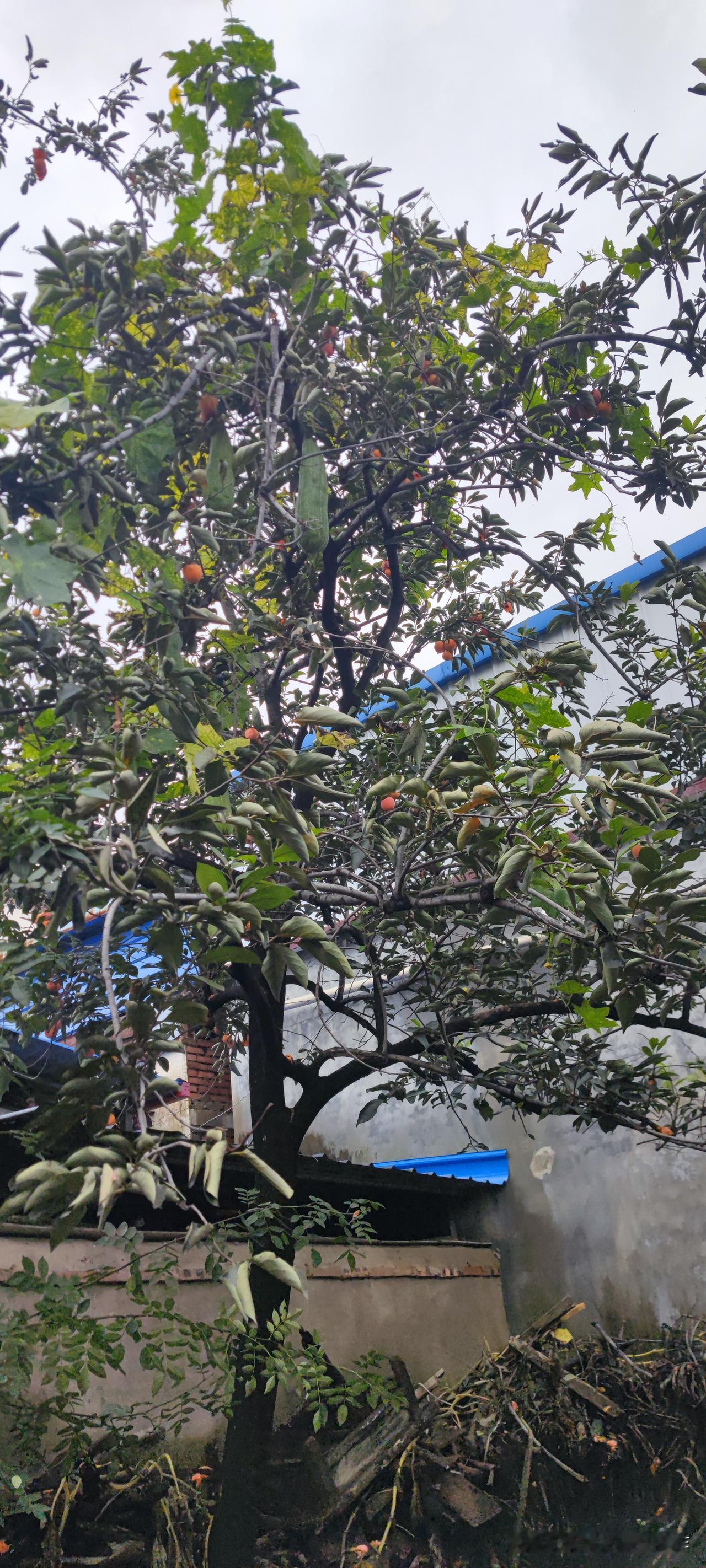 老母亲打来电话，又提起了我家的老邻居守道哥，言语间满是感激，你信不信，在我们的小