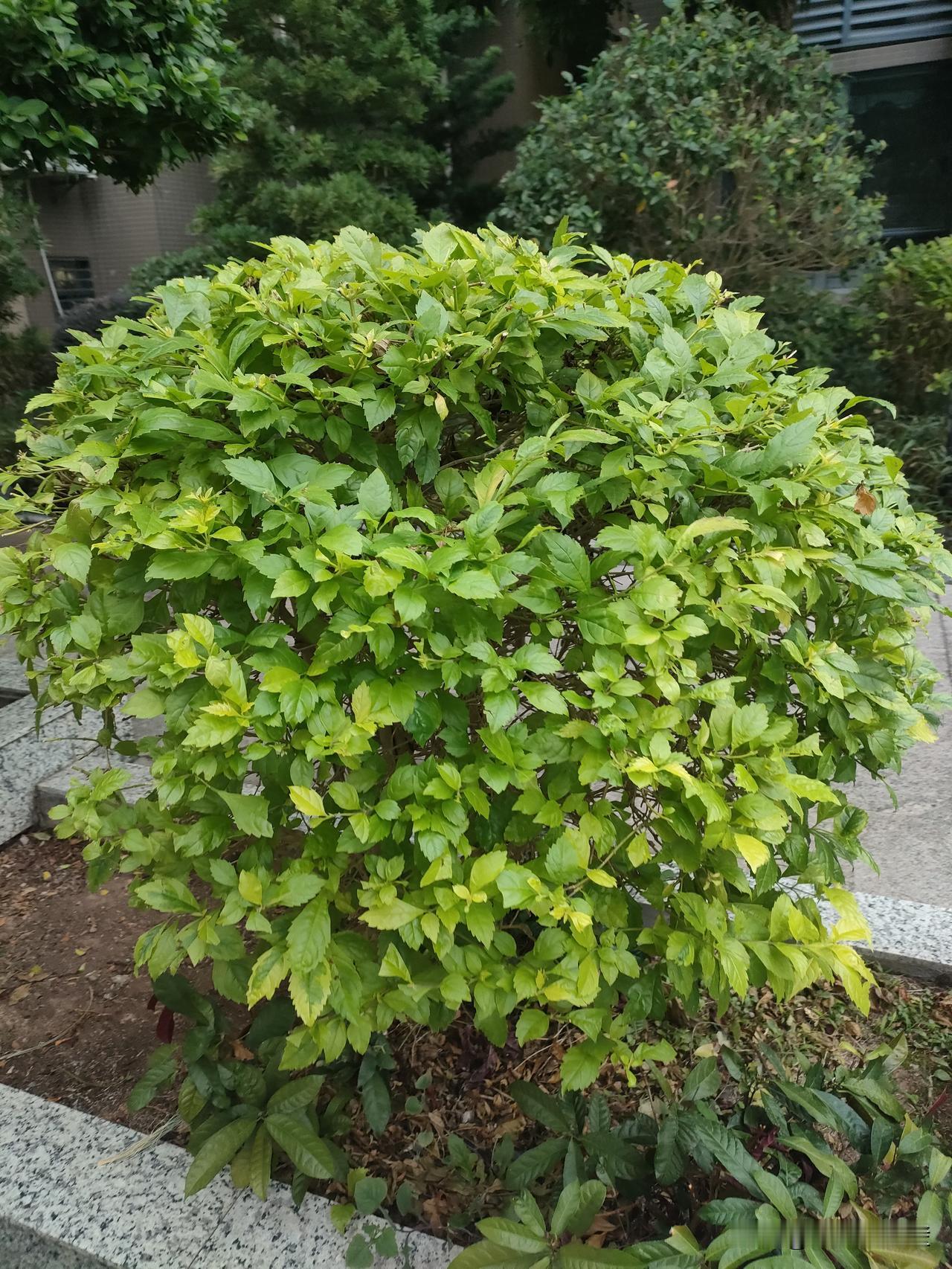 我是这团圆滚滚的亮金女贞，就长在小区花坛里。

新叶嫩黄嫩黄的，晒够太阳就慢慢染