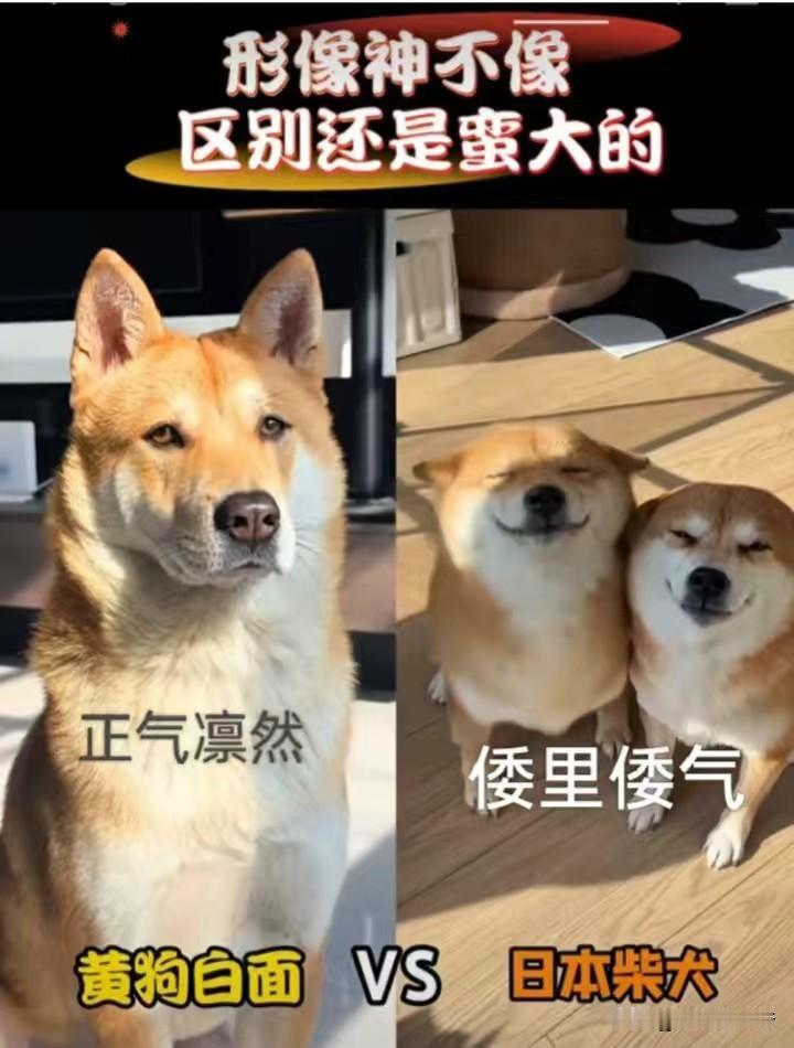 以前觉得柴犬很可爱，现在发现在中华犬面前简直不值一提。最忠诚、最懂事、最聪明、最