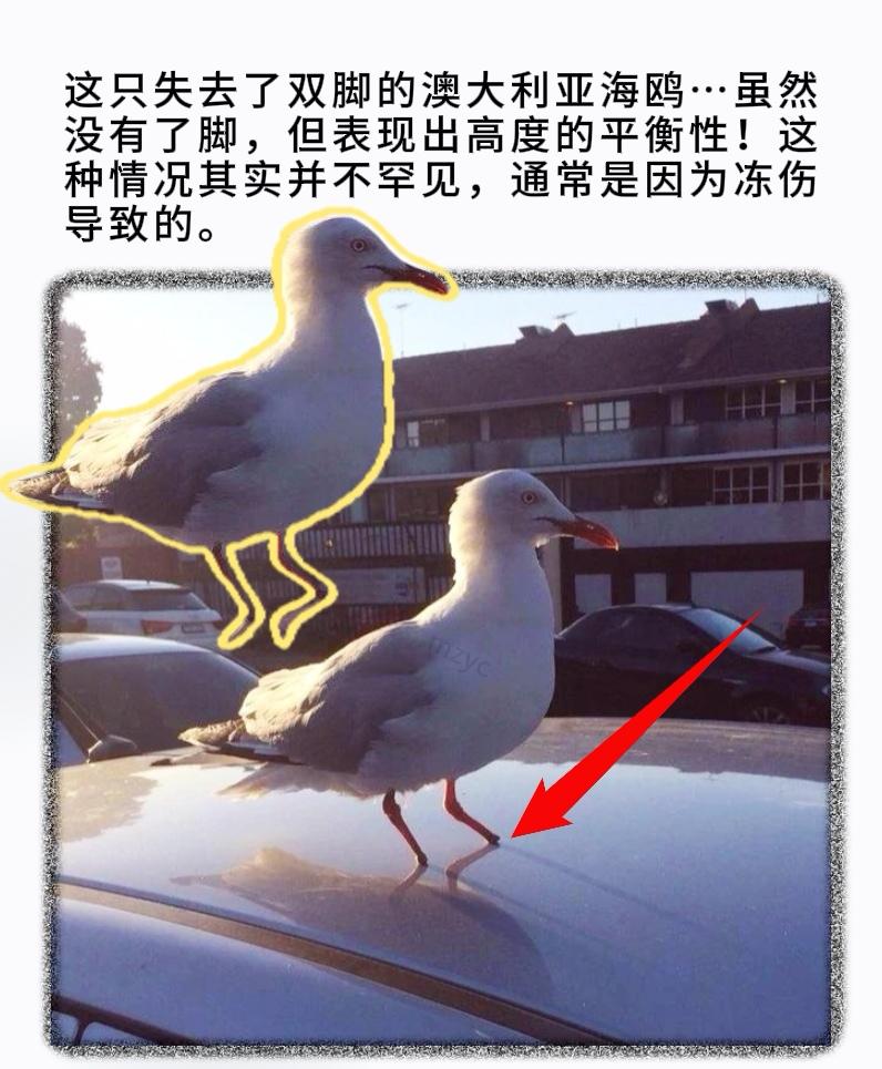 这只失去了双脚的澳大利亚海鸥…