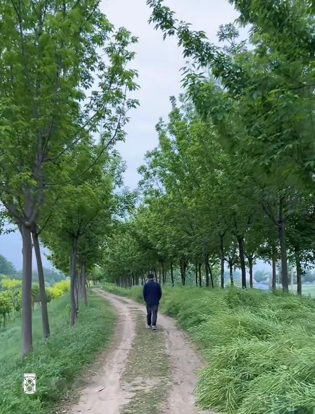 绿树成荫，走一走看一看，回不去的是风拂过衣角的轻响，是时光深处未寄出的信笺 🌿